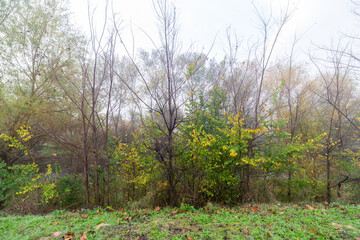 panorama del campo en otoño con hojas verdes