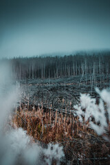 White and fluffy close up of a grass plant flower, blooming in the moody dark winter mountains with foggy weather. Harz National Park in Germany
