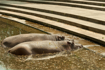  two hippos in the water in the zoo in Gdansk