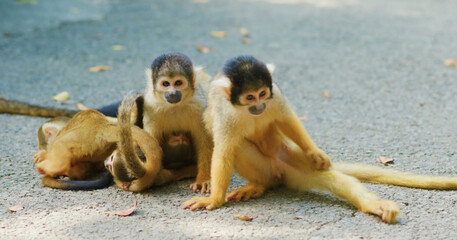 two monkeys on a rock
