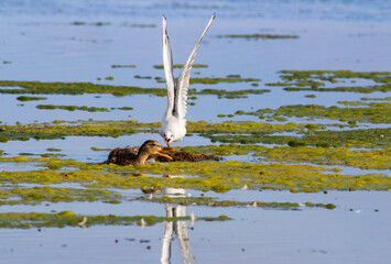 duck-seagull fight