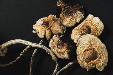 dried Mexican magic mushrooms is a psilocybe cubensis, a specie of psychedelic mushroom whose main active elements are psilocybin and psilocin - Mexican Psilocybe Cubensis.