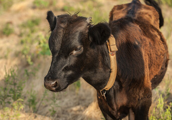 Portrait of a young bull. Calf on pasture.