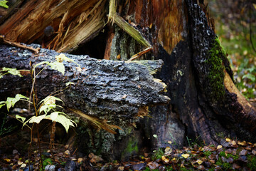 Nuture of Belarus. forest in outumn