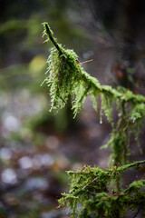 Nuture of Belarus. forest in outumn