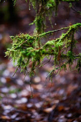 Nuture of Belarus. forest in outumn