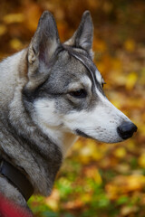 West Siberian Laika. Siberian dog