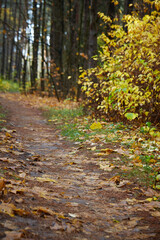 Nuture of Belarus. forest in outumn