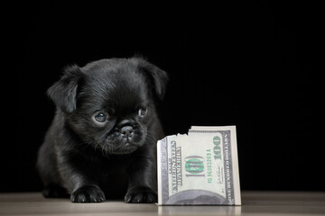 image of dog money dark background 