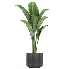 tropical plants Banana palm in a  pot on a white background
