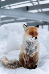 Lonely wild sad red fox sits in the snow on the background of gray metal structures