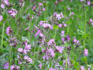 Obraz na płótnie Canvas Violet tiny meadow flowers