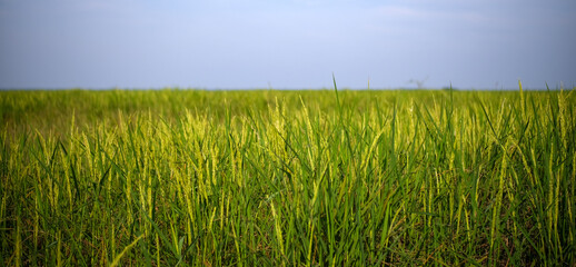 Ears of rice ready to harvest Text banner