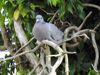 Dove on a branch