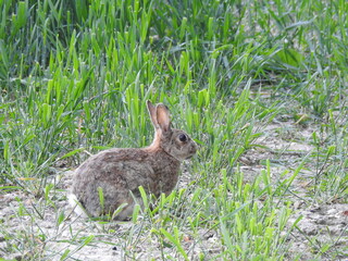 Rabbit on the field