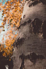 autumn aspen trees looking up