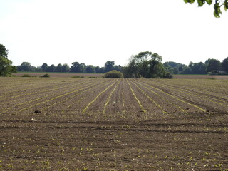 View of the plowed fields