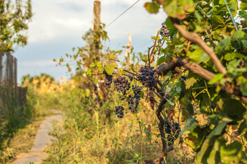 Bunches of red wine grapes hanging on the wine in late afternoon sun