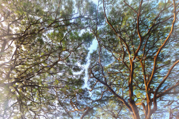 Tree crown colorful painting, Negros island, Zamboanguita Philippines.