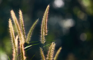 A fluffy fountain grass flower in the morning sun