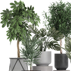 exotic plants in a pot on white background