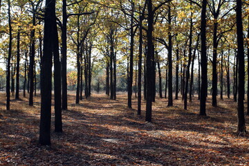 Fototapeta premium rows of oaks on an autumn day