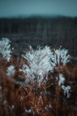 White and fluffy close up of a grass plant flower, blooming in the moody dark winter mountains with foggy weather. Harz National Park in Germany
