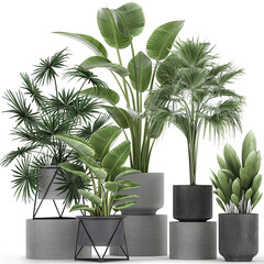  exotic plants in a pot on white background