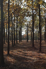 Fototapeta premium rows of oaks on an autumn day