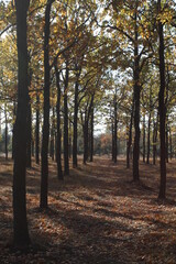 rows of oaks on an autumn day