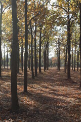 rows of oaks on an autumn day