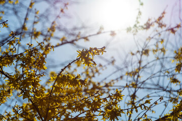 Żółte kwiaty na drzewie pod słońce