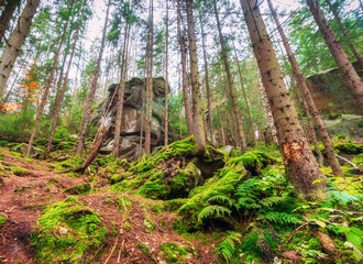 Beautiful autumn forest with large rocks overgrown with moss and tall trees. Low angle view.