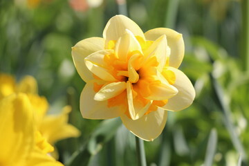 Obraz premium yellow daffodils in spring garden