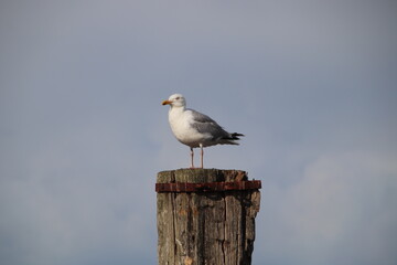 Seem&ouml;we auf Holzpfosten