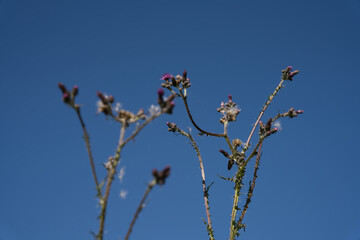 Distel mit Blüte und Samenstand, blauer Himmel als Hintergrund