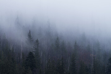 Foggy forest on a mountain slope in the Carpathian Mountains.