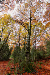 Fototapeta premium Gorgeous autumn forest in Tena Valley, Huesca province, Spain