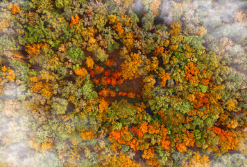 Colorful autumn forest with clouds from a bird's eye view.
