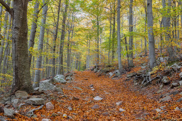 Pathway in a forest covered in beech trees and dry leaves in autumn