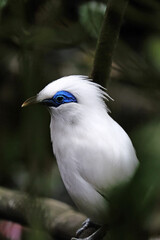 Bali Starling