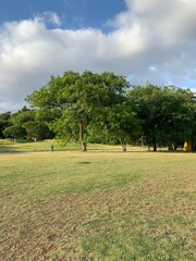 trees in the park