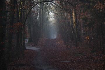 Fototapeta premium Waldweg mit Nebel