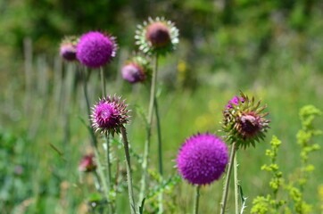 Beautiful flowers vanoise National Park, France