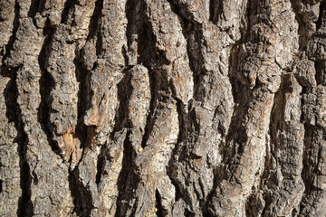 The wrinkled bark of an old oak tree.