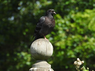 A dark-colored dove sits on a wooden ball in the garden