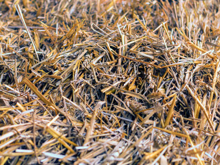 A gray yellow hay texture.
