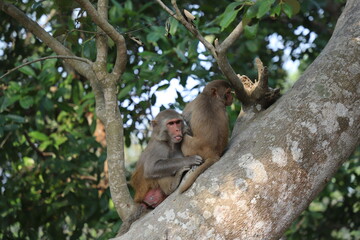 A mother monkey scratching the back of baby monkey on a tree in Sundarbans