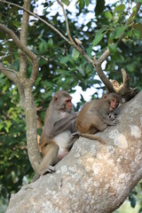 A mother monkey scratching the back of baby monkey on a tree in Sundarbans