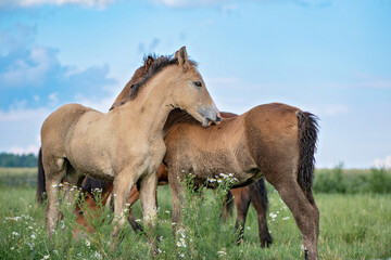 Obraz na płótnie Canvas Two foals play in the pasture in summer.